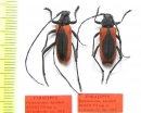 Purpuricenus kaehleri rossicus, pair  Russia, Voronezh reg.  PARATYPUS - INSECTS-STORE.RU