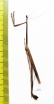 Mantodea sp.  Ecuador - INSECTS-STORE.RU