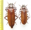 Macrotoma sp.  Congo - INSECTS-STORE.RU