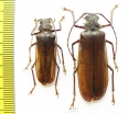 Trichoderes ? pini, pair  Mexico 29/39mm - INSECTS-STORE.RU