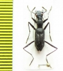 Pogonostoma sp.  Madagascar - INSECTS-STORE.RU