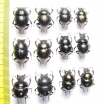 Lethrus obtritus, coptotis, ?auriculatus, rosmarus, kozhantchikovi, kryzhanovskii - INSECTS-STORE.RU