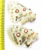 Parnassius actius tkatshukovi, pair  Armenia - INSECTS-STORE.RU
