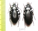 Carabus (Morphocarabus) spasskianus schestopalovi, pair  Kazakhstan - INSECTS-STORE.RU