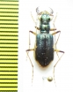 Guineica ? tetrachoides  Indonesia, Papua - INSECTS-STORE.RU