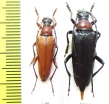 Macroleptura thoracica, pair  Russia, Irkutsk reg. - INSECTS-STORE.RU