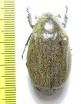 Melolonthinae sp.  India - INSECTS-STORE.RU