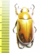 Rutelinae sp.  Mexico - INSECTS-STORE.RU