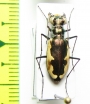 Cicindela circumpicta johnsonii  USA - INSECTS-STORE.RU