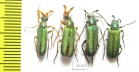 Cerocoma schreberi, pair  Russia, Voronezh reg. - INSECTS-STORE.RU