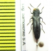 Agrilus sp.  Ukraina - INSECTS-STORE.RU
