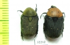 Tephraea dichroa  South Africa Rep. - INSECTS-STORE.RU