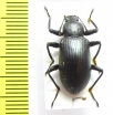 Tenebrionidae sp.  Laos - INSECTS-STORE.RU