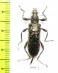 Gigantopigeus mirabilis  Malaysia - INSECTS-STORE.RU