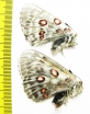 Parnassius tianschanicus tianschanicus, pair  Kazakhstan - INSECTS-STORE.RU