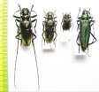Monochamus urussovi, M.sutor, Mesosa myops, Aromia moschata  Russia - INSECTS-STORE.RU