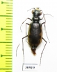 Cicindela circumpicta johnsonii  USA - INSECTS-STORE.RU