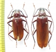 Macrotoma sp., pair  Congo - INSECTS-STORE.RU
