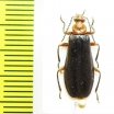 Neopyrochroa femoralis  USA - INSECTS-STORE.RU