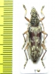 Cerambycidae sp.  Malaysia, Borneo - INSECTS-STORE.RU