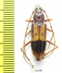 Phoracantha recurva  Australia - INSECTS-STORE.RU