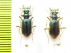 Guineica ? tetrachoides, pair  Indonesia, Papua - INSECTS-STORE.RU