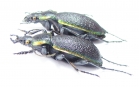 Carabus (Megodontus) vietinghoffi bowringi, pair  Russia, Far East - INSECTS-STORE.RU