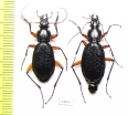 Carabus (Tribax) kasbekianus veselyi, pair  Georgia - INSECTS-STORE.RU