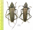 Turkaromia pruinosa, pair  Kazakhstan - INSECTS-STORE.RU