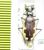 Cicindela circumpicta johnsonii  USA - INSECTS-STORE.RU