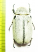 Melolonthinae sp.  Madagascar - INSECTS-STORE.RU