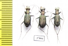 Cylindera germanica, pair  Russia, Volgograd reg. - INSECTS-STORE.RU