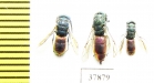 Chrysididae sp.  Russia, Tver reg. - INSECTS-STORE.RU