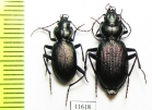 Nebria bonelli, pair  Russia, Caucasus - INSECTS-STORE.RU
