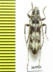 Cerambycidae sp.  South Africa Rep. - INSECTS-STORE.RU