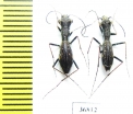 Dromica sp., pair  Zambia - INSECTS-STORE.RU