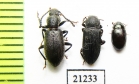 Tenebrionidae sp.  Laos - INSECTS-STORE.RU