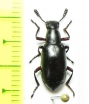 Tenebrionidae sp.  Malaysia, Borneo - INSECTS-STORE.RU