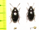 Nalassus diteras, pair  Georgia - INSECTS-STORE.RU