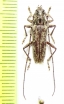 Elaphidion mucronatum  USA - INSECTS-STORE.RU