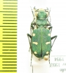 Cicindela asiatica sumbarica  Turkmenistan - INSECTS-STORE.RU