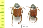 Hoplia corallipes, pair  Iran, Gilan prov. - INSECTS-STORE.RU
