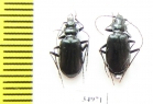 Nebria altaica, pair  Russia, Khakassia reg. - INSECTS-STORE.RU