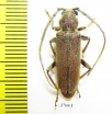 Cerambycidae sp.  South Africa Rep. - INSECTS-STORE.RU