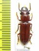 Parandrinae sp.  Peru - INSECTS-STORE.RU