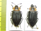 Silphidae sp.  Ecuador - INSECTS-STORE.RU