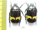 Plaesiorrhina plana?, pair  South Africa Rep. - INSECTS-STORE.RU