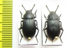 Tenebrionidae sp.  Laos - INSECTS-STORE.RU
