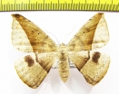 Geometridae sp.  Bolivia - INSECTS-STORE.RU