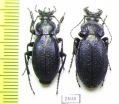 Carabus (Morphocarabus) regalis cyanescens, pair  Kazakhstan - INSECTS-STORE.RU